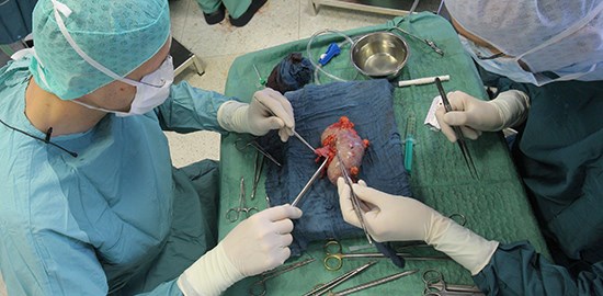 Nierentransplantation am Universitätsklinikum