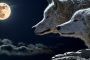 Mondkraft heute 7. Januar 2023 - Vollmond im Krebs - Wolfsmond