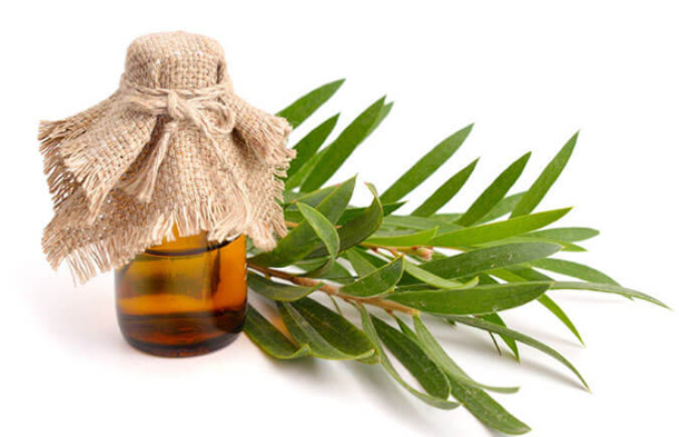 Naturheilmittel Teebaumöl – 9 Anwendungen von Teebaumöl