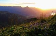 Gutes aus den Alpen: Diese Heilkräuter kommen aus den Bergen