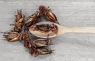 Gesunde Ernährung? Risiken beim Verzehr von Käfern
